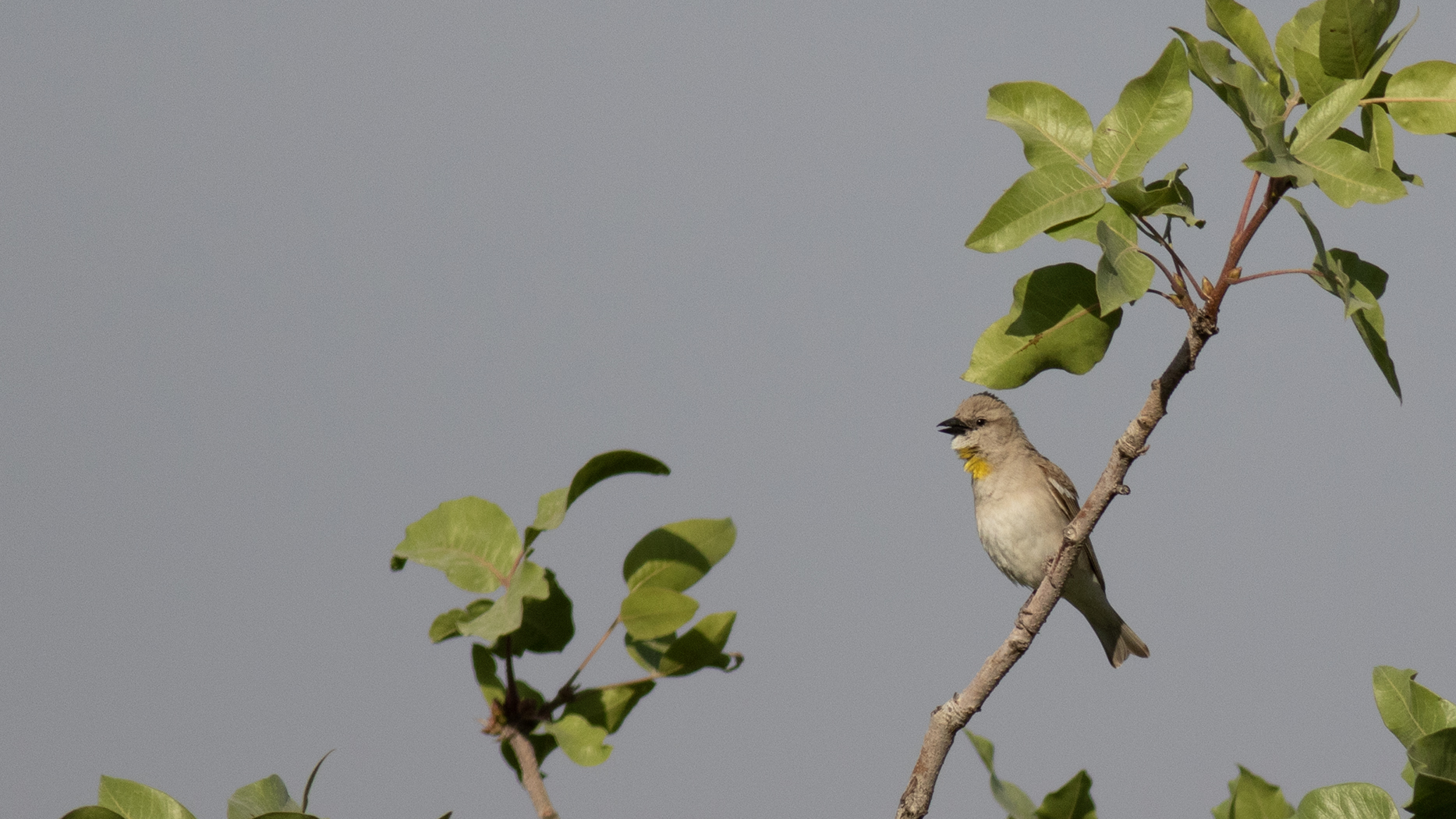 Yellow-throated Sparrow
